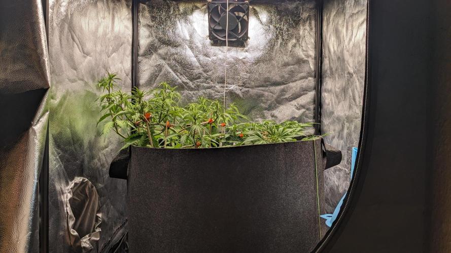 VARIGATED Mimosa Cake Auto | Living Soil. Week 8 - Day 54 Canopy