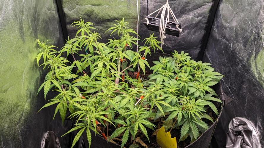 VARIGATED Mimosa Cake Auto | Living Soil. Week 8 - Day 55 G + M