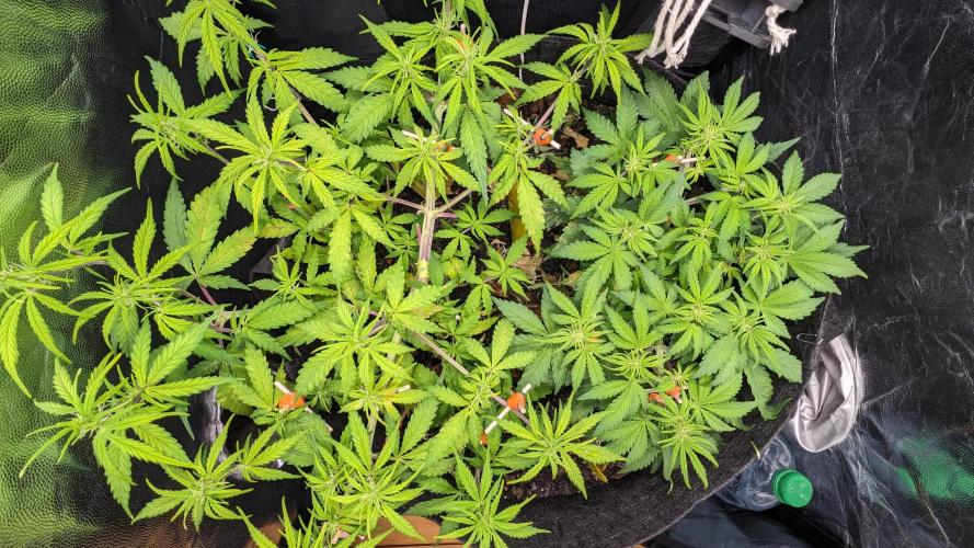 VARIGATED Mimosa Cake Auto | Living Soil. Week 8 - Day 55 Top