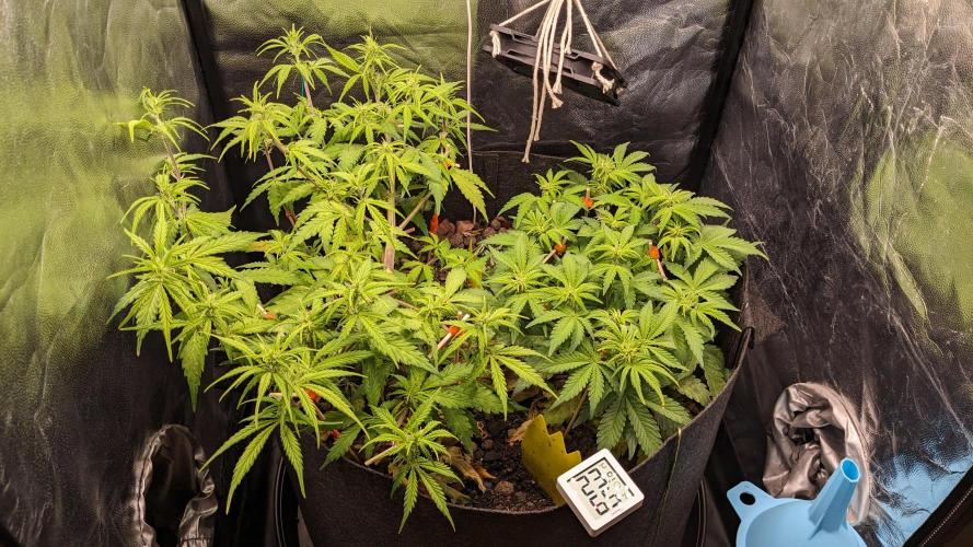 UNSTABLE Mimosa Cake Auto | Living Soil. Week 8 - Day 56 G + M