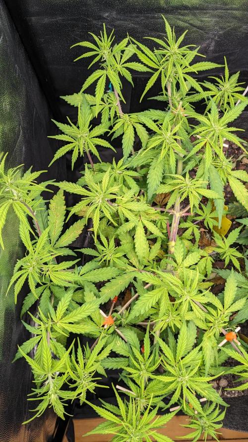 UNSTABLE Mimosa Cake Auto | Living Soil. Week 8 - Day 56 G