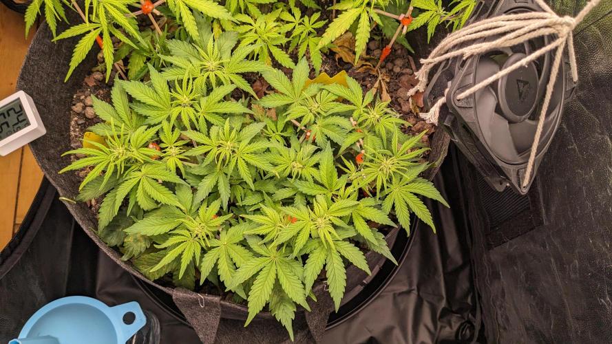 UNSTABLE Mimosa Cake Auto | Living Soil. Week 8 - Day 56 M