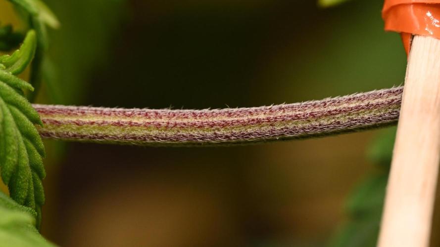 UNSTABLE Mimosa Cake Auto | Living Soil. Week 8 - Day 52 G Colors (Camera)