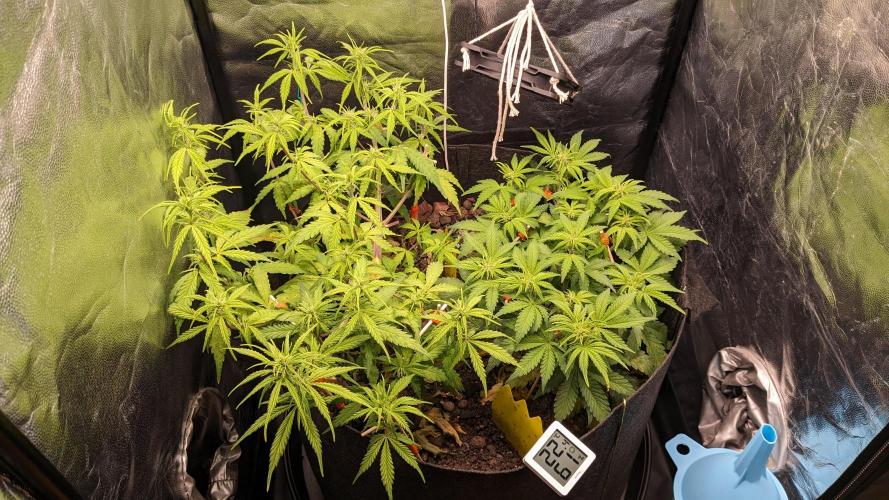 UNSTABLE Mimosa Cake Auto | Living Soil. Week 9 - Day 57 G + M