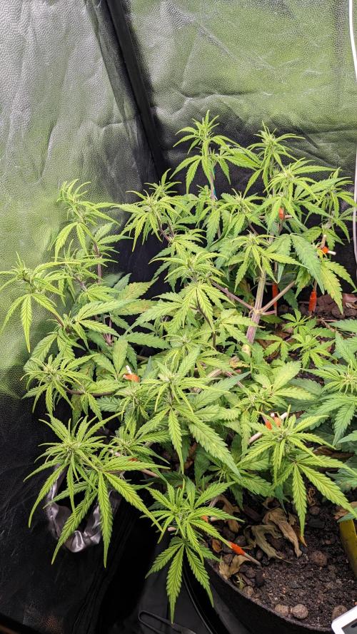 UNSTABLE Mimosa Cake Auto | Living Soil. Week 9 - Day 57 G