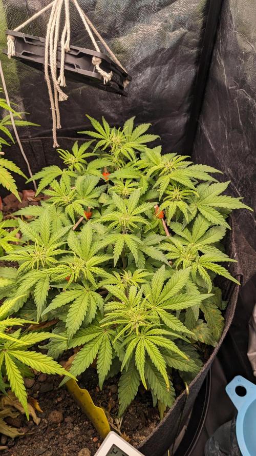 UNSTABLE Mimosa Cake Auto | Living Soil. Week 9 - Day 57 M