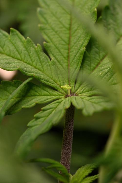 UNSTABLE Mimosa Cake Auto | Living Soil. Week 9 - Day 57 Mutation (Camera)