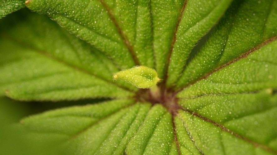 UNSTABLE Mimosa Cake Auto | Living Soil. Week 9 - Day 57 Mutation + Trichomes (Camera)