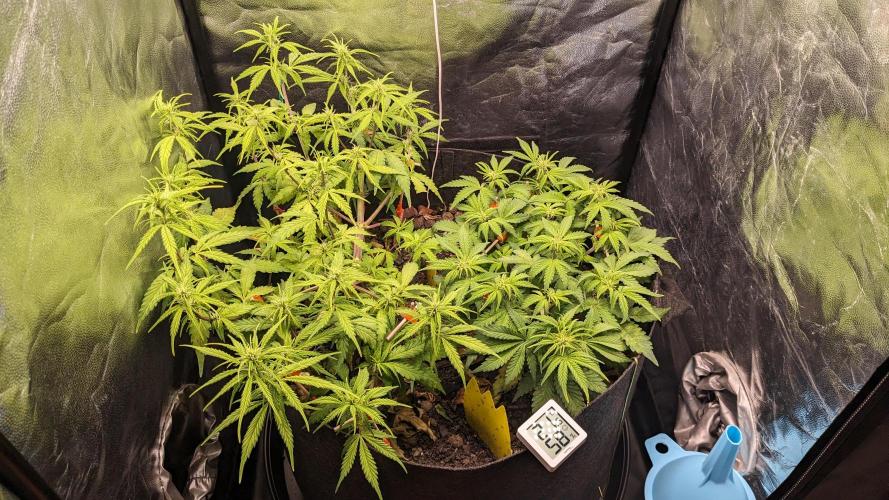 UNSTABLE Mimosa Cake Auto | Living Soil. Week 9 - Day 58 G + M