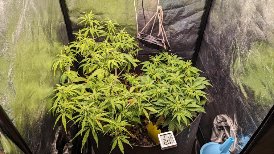 UNSTABLE Mimosa Cake Auto | Living Soil. Week 9 - Day 59 G + M