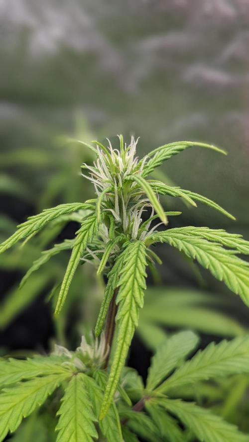 UNSTABLE Mimosa Cake Auto | Living Soil. Week 9 - Day 59 G