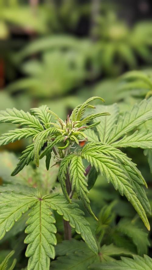 UNSTABLE Mimosa Cake Auto | Living Soil. Week 9 - Day 59 M