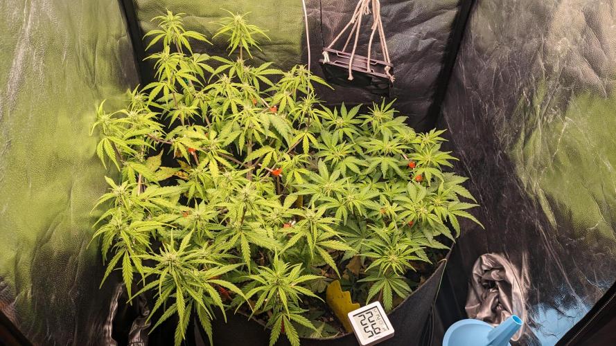 UNSTABLE Mimosa Cake Auto | Living Soil. Week 9 - Day 61 G + M