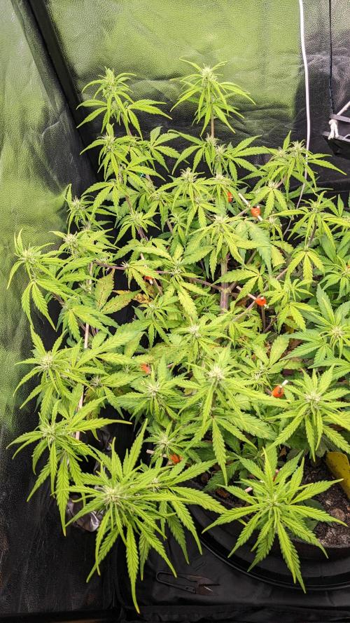 UNSTABLE Mimosa Cake Auto | Living Soil. Week 9 - Day 61 G