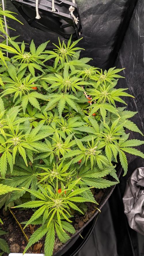 UNSTABLE Mimosa Cake Auto | Living Soil. Week 9 - Day 61 M