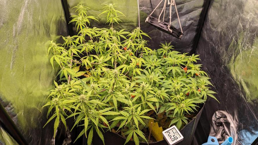 UNSTABLE Mimosa Cake Auto | Living Soil. Week 9 - Day 62 G + M