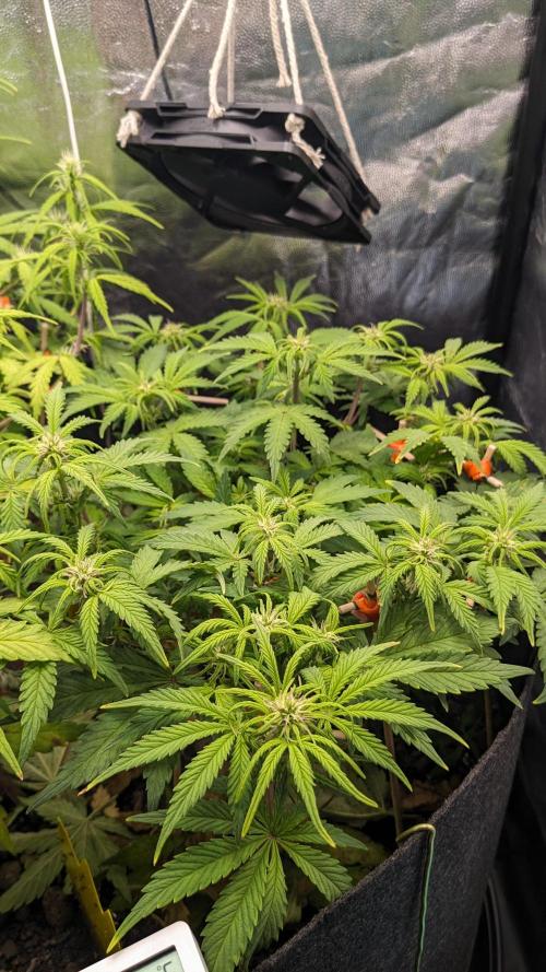 UNSTABLE Mimosa Cake Auto | Living Soil. Week 9 - Day 63 M