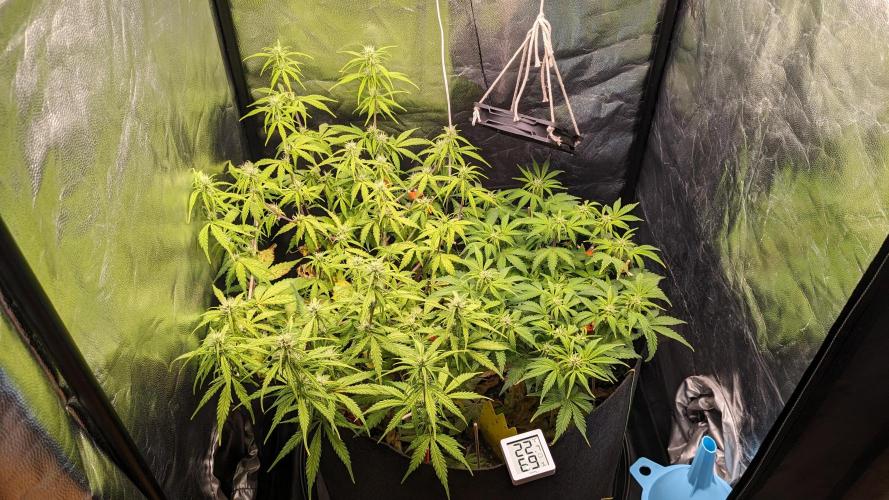 UNSTABLE Mimosa Cake Auto | Living Soil. Week 10 - Day 64 G + M