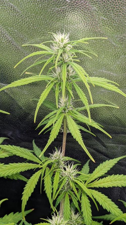 UNSTABLE Mimosa Cake Auto | Living Soil. Week 10 - Day 64 G Flower