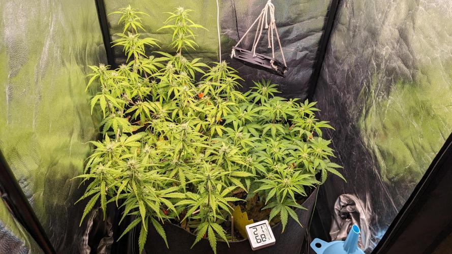 UNSTABLE Mimosa Cake Auto | Living Soil. Week 10 - Day 65 G + M