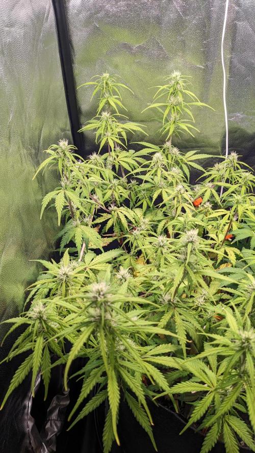 UNSTABLE Mimosa Cake Auto | Living Soil. Week 10 - Day 66 G