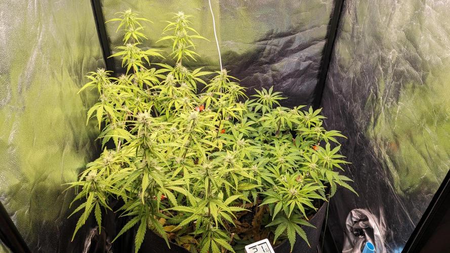 UNSTABLE Mimosa Cake Auto | Living Soil. Week 10 - Day 67 G + M