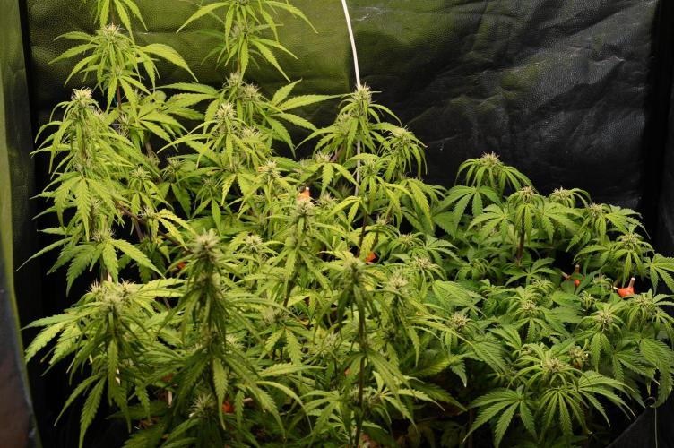 UNSTABLE Mimosa Cake Auto | Living Soil. Week 10 - Day 67 G + M (Camera)