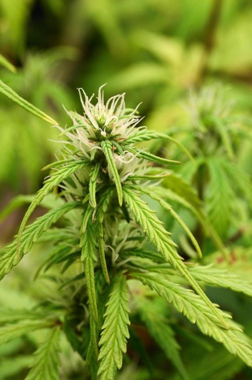 UNSTABLE Mimosa Cake Auto | Living Soil. Week 10 - Day 68 G Flower (Camera)