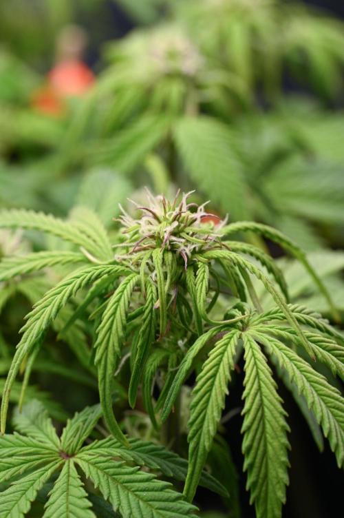 UNSTABLE Mimosa Cake Auto | Living Soil. Week 10 - Day 68 M Flower (Camera)