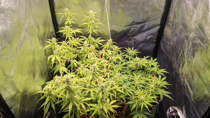 UNSTABLE Mimosa Cake Auto | Living Soil. Week 10 - Day 68 G + M