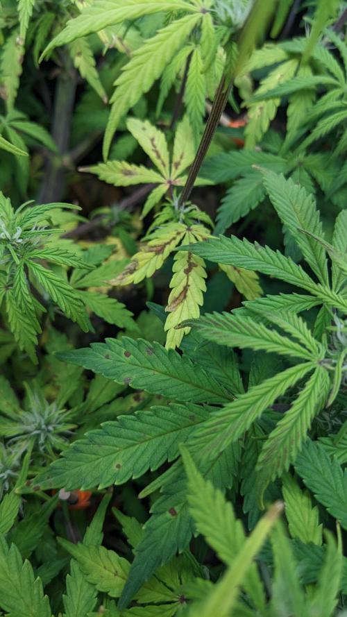 UNSTABLE Mimosa Cake Auto | Living Soil. Week 10 - Day 69 Deficiencies