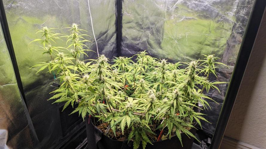 UNSTABLE Mimosa Cake Auto | Living Soil. Week 10 - Day 69 G + M 02