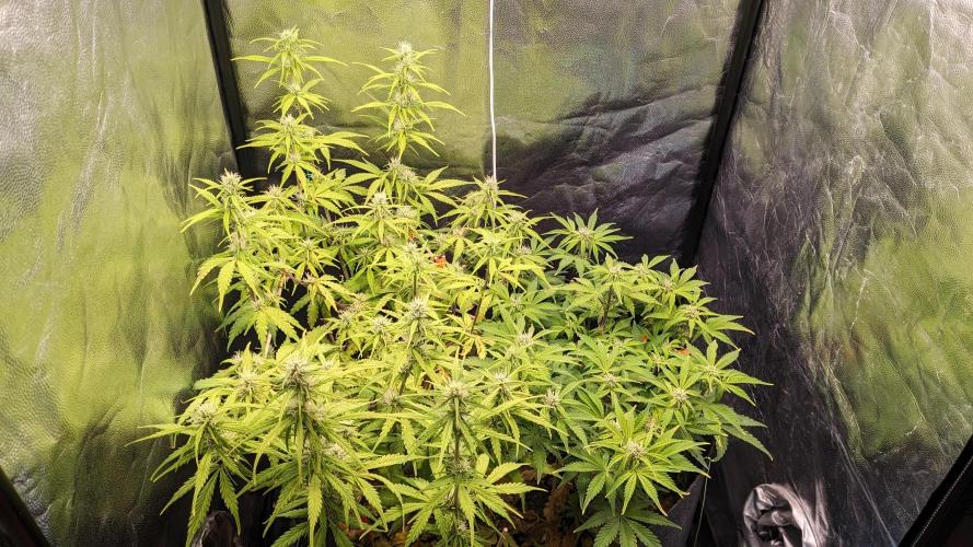 UNSTABLE Mimosa Cake Auto | Living Soil. Week 10 - Day 69 G + M