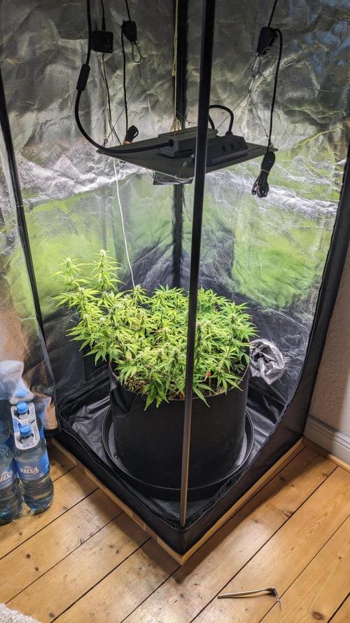 UNSTABLE Mimosa Cake Auto | Living Soil. Week 10 - Day 69 Setup
