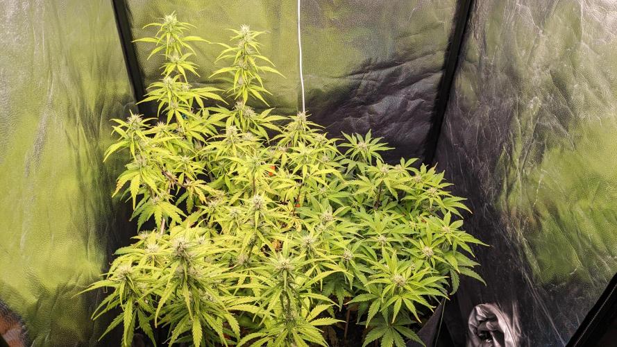 UNSTABLE Mimosa Cake Auto | Living Soil. Week 10 - Day 70 G + M