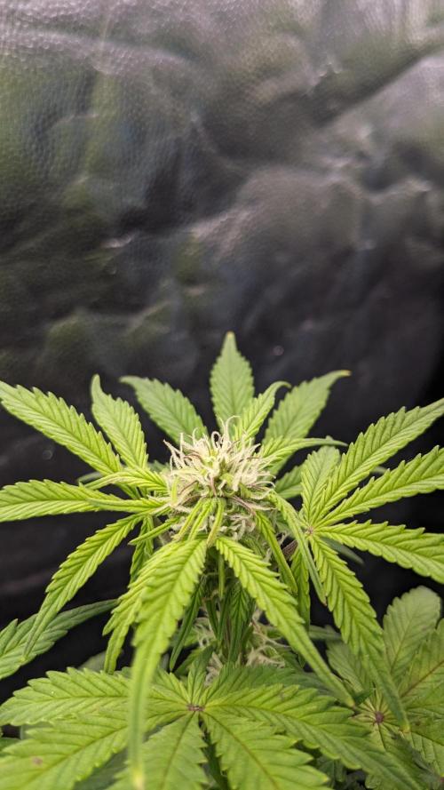 UNSTABLE Mimosa Cake Auto | Living Soil. Week 10 - Day 70 M Flower (Comparison 01)