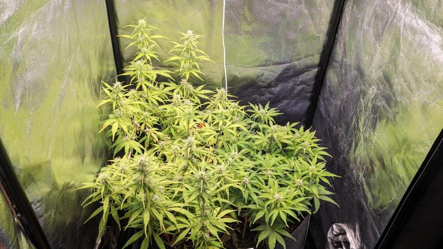 UNSTABLE Mimosa Cake Auto | Living Soil. Week 11 - Day 71 G + M