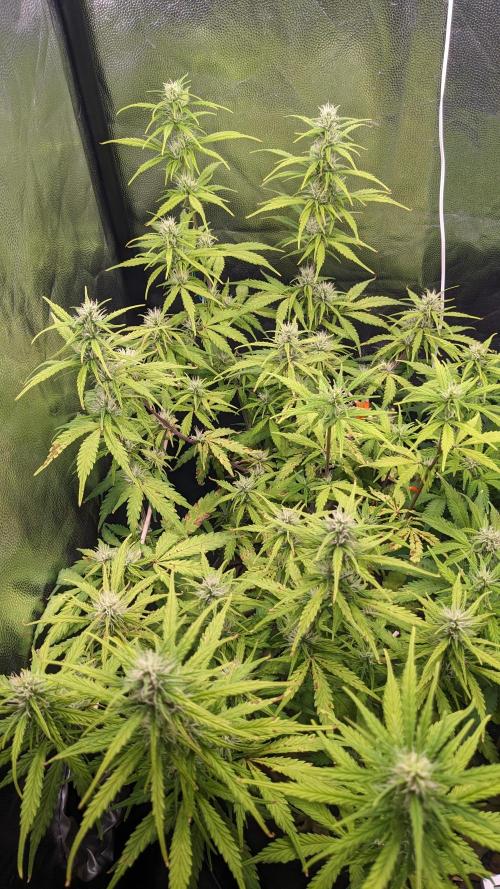 UNSTABLE Mimosa Cake Auto | Living Soil. Week 11 - Day 71 G