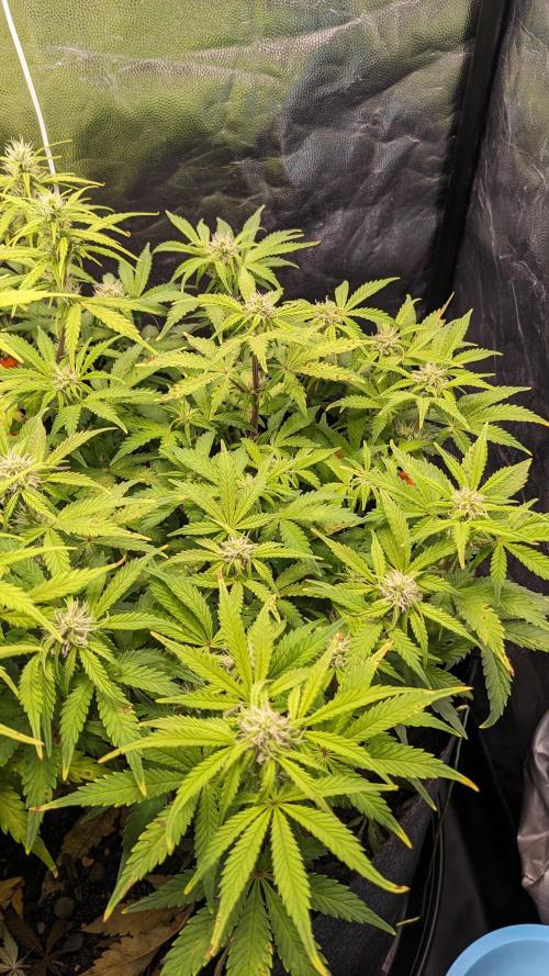 UNSTABLE Mimosa Cake Auto | Living Soil. Week 11 - Day 71 M