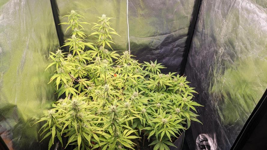 UNSTABLE Mimosa Cake Auto | Living Soil. Week 11 - Day 72 G + M