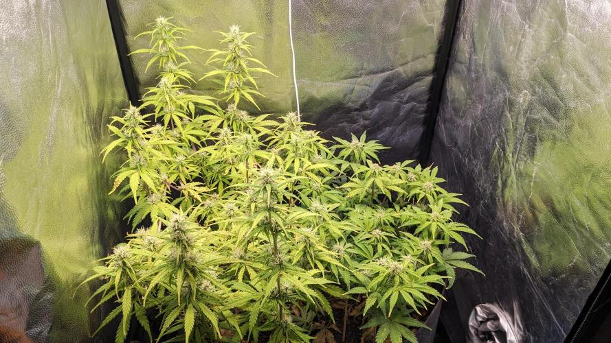 UNSTABLE Mimosa Cake Auto | Living Soil. Week 11 - Day 73 G + M