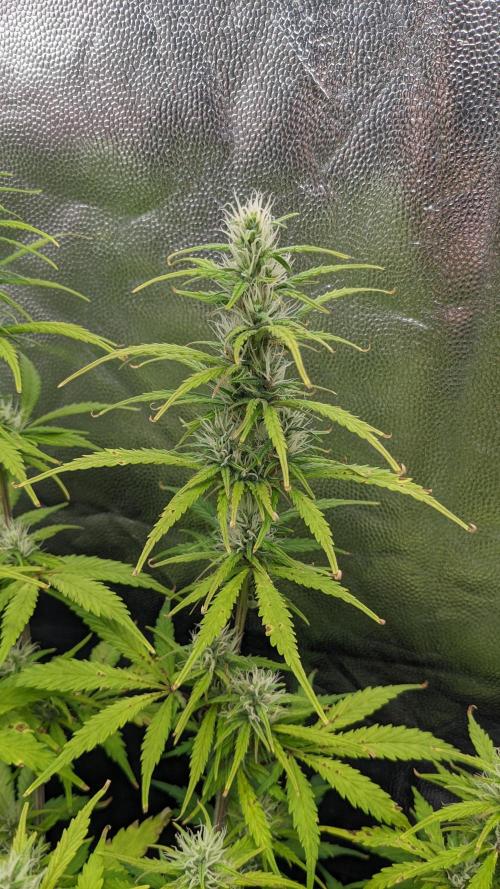 UNSTABLE Mimosa Cake Auto | Living Soil. Week 11 - Day 74 G Flower 03 (Comparison)