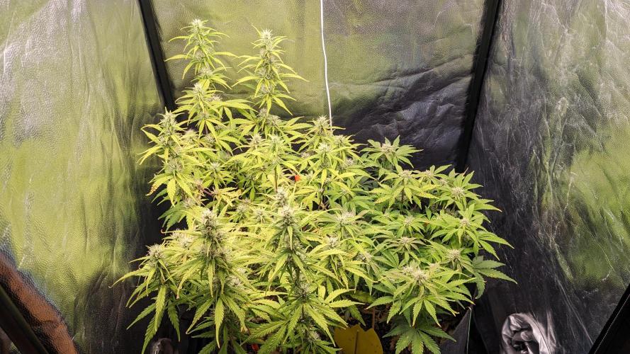 UNSTABLE Mimosa Cake Auto | Living Soil. Week 11 - Day 75 G + M