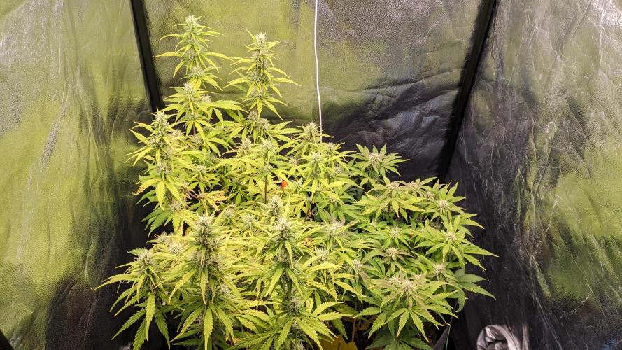 UNSTABLE Mimosa Cake Auto | Living Soil. Week 11 - Day 76 G + M