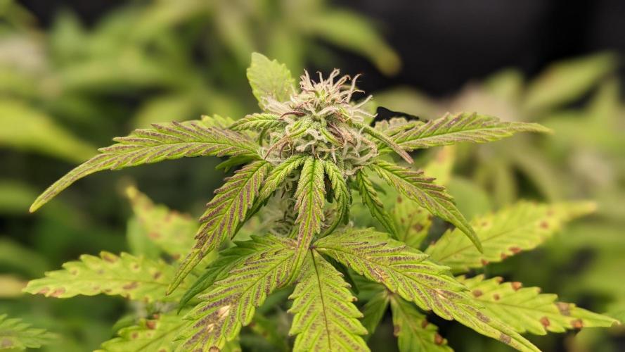 UNSTABLE Mimosa Cake Auto | Living Soil. Week 11 - Day 76 M Color