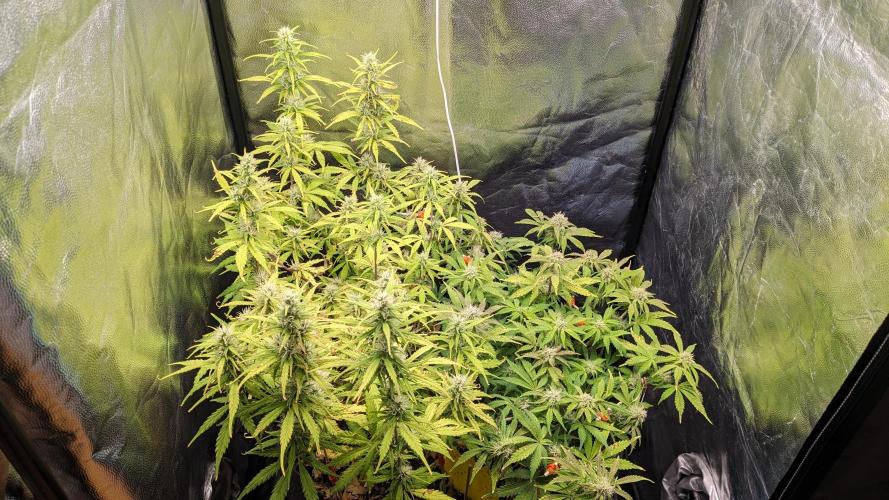 LIVING SOIL | Mimosa Cake + Gorilla Z. Week 11 - Day 77 G + M