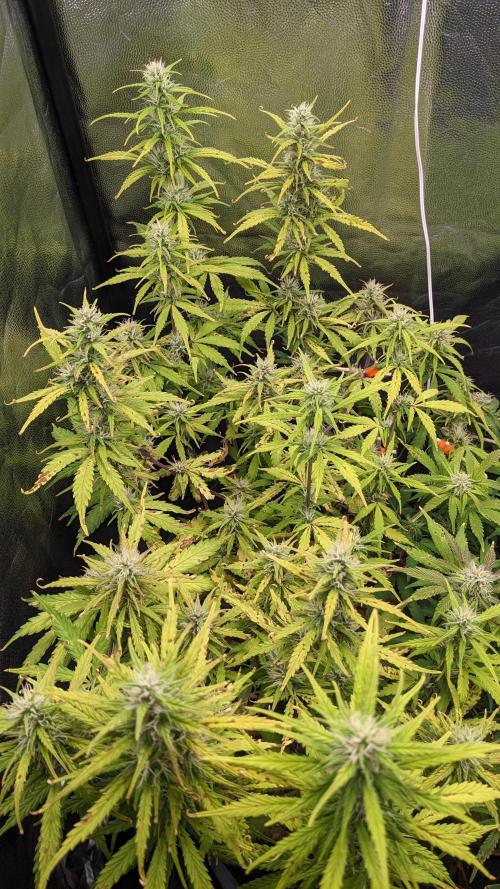 LIVING SOIL | Mimosa Cake + Gorilla Z. Week 11 - Day 77 G