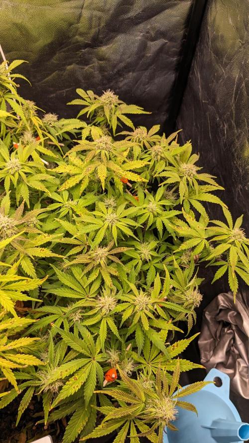 LIVING SOIL | Mimosa Cake + Gorilla Z. Week 11 - Day 77 M