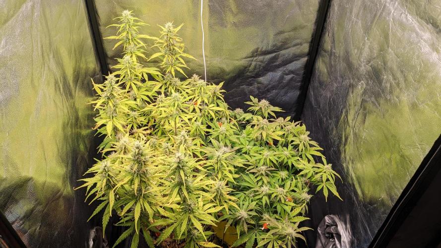 LIVING SOIL | Mimosa Cake + Gorilla Z. Week 12 - Day 78 G + M