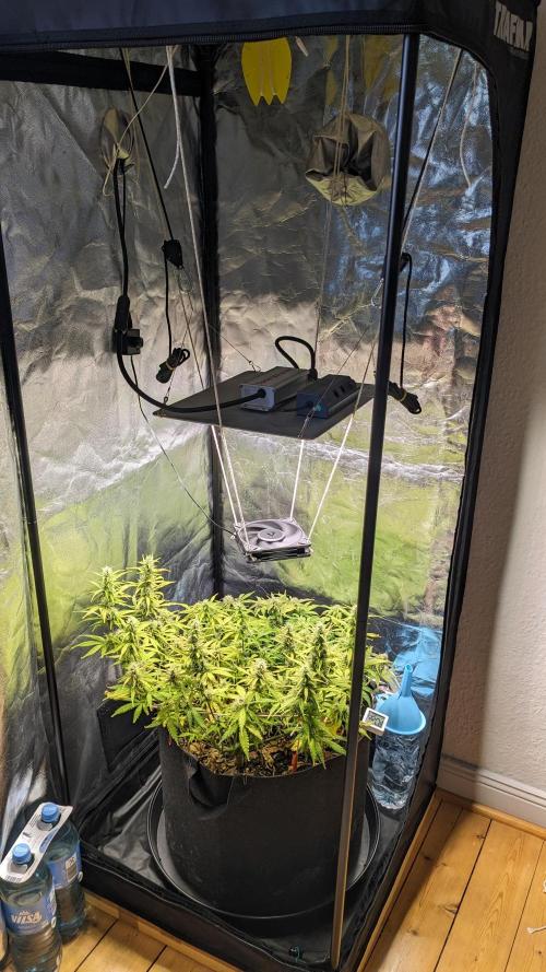 LIVING SOIL | Mimosa Cake + Gorilla Z. Week 12 - Day 78 Setup